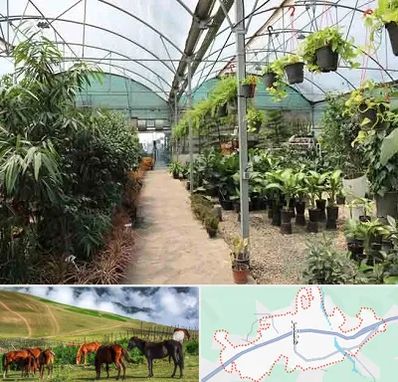 مرکز فروش گل و گیاه در تالش