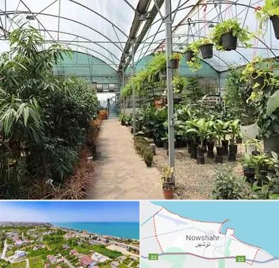 مرکز فروش گل و گیاه در نوشهر