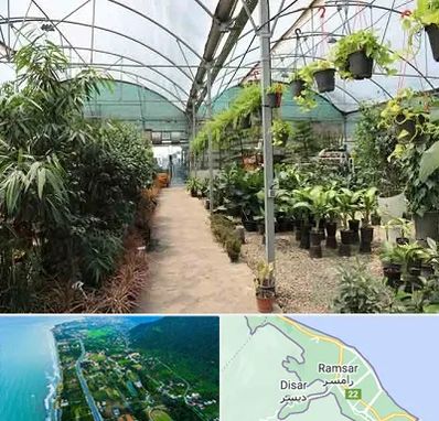مرکز فروش گل و گیاه در رامسر