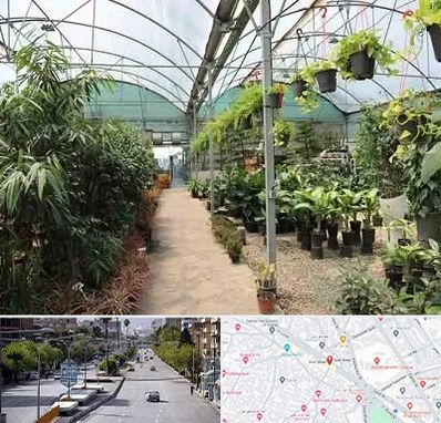 مرکز فروش گل و گیاه در خیابان زند شیراز