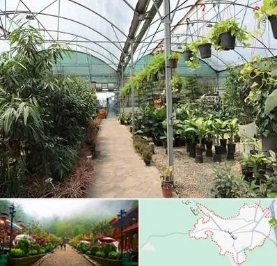 مرکز فروش گل و گیاه در فومن