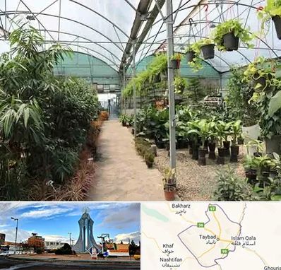 مرکز فروش گل و گیاه در تایباد