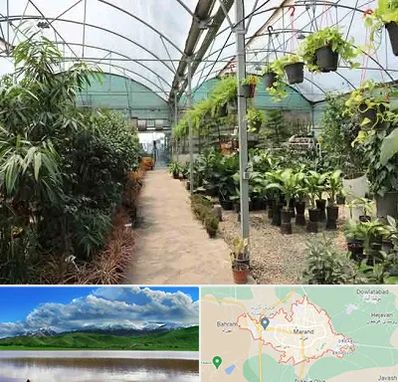 مرکز فروش گل و گیاه در مرند