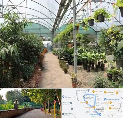 مرکز فروش گل و گیاه در فلکه گاز رشت