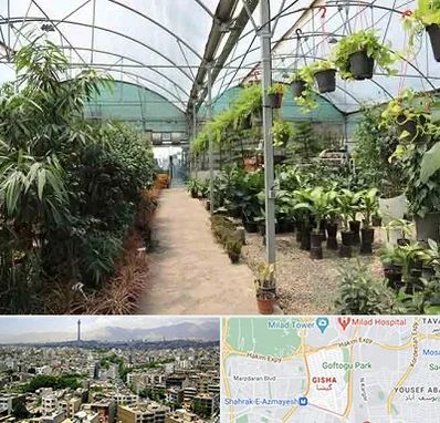 مرکز فروش گل و گیاه در گیشا