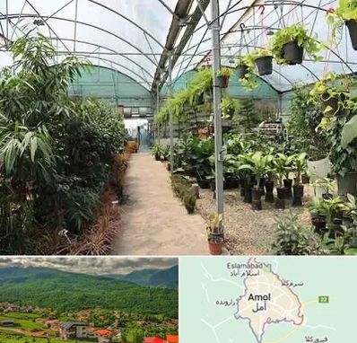 مرکز فروش گل و گیاه در آمل