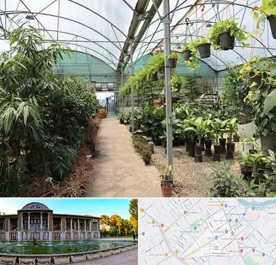 مرکز فروش گل و گیاه در عفیف آباد شیراز