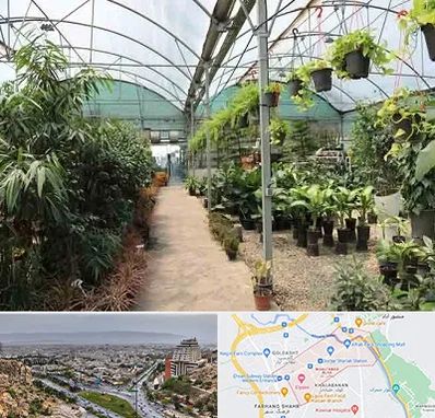 مرکز فروش گل و گیاه در معالی آباد شیراز
