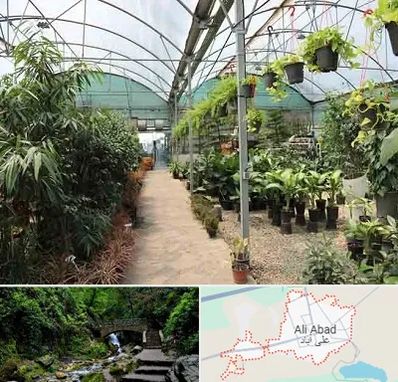 مرکز فروش گل و گیاه در علی آباد کتول
