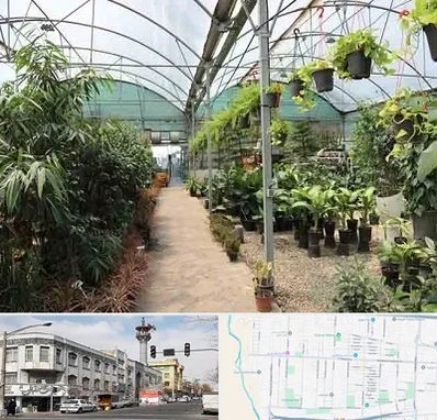 مرکز فروش گل و گیاه در 17شهریور