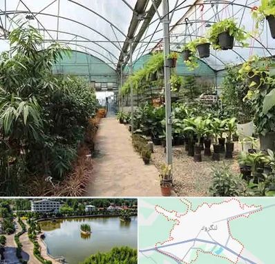 مرکز فروش گل و گیاه در لنگرود