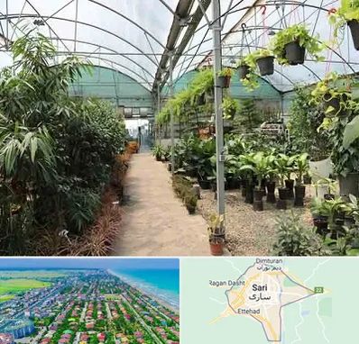 مرکز فروش گل و گیاه در ساری