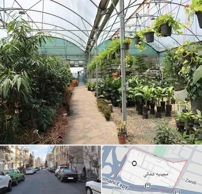 مرکز فروش گل و گیاه در مجیدیه شمالی
