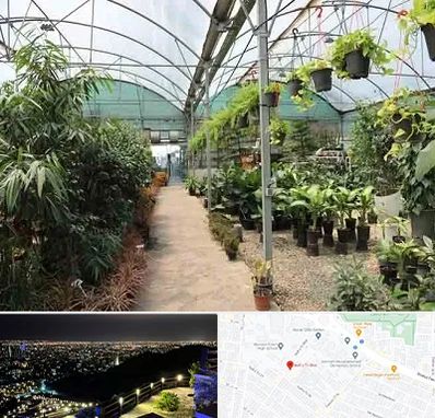 مرکز فروش گل و گیاه در هفت تیر مشهد