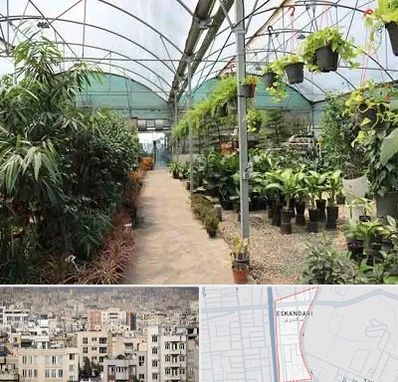 مرکز فروش گل و گیاه در اسکندری
