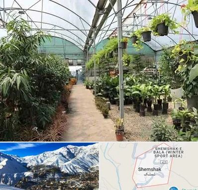 مرکز فروش گل و گیاه در شمشک
