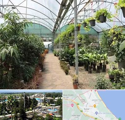 مرکز فروش گل و گیاه در رودسر