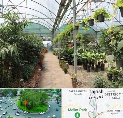 مرکز فروش گل و گیاه در تجریش