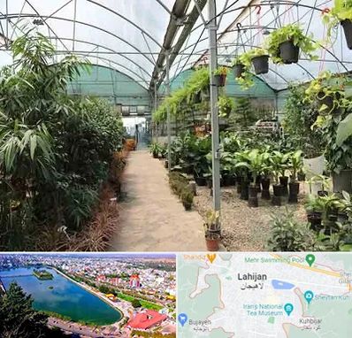 مرکز فروش گل و گیاه در لاهیجان