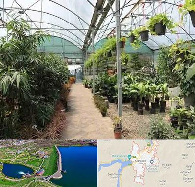 مرکز فروش گل و گیاه در مهاباد