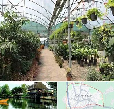 مرکز فروش گل و گیاه در صومعه سرا
