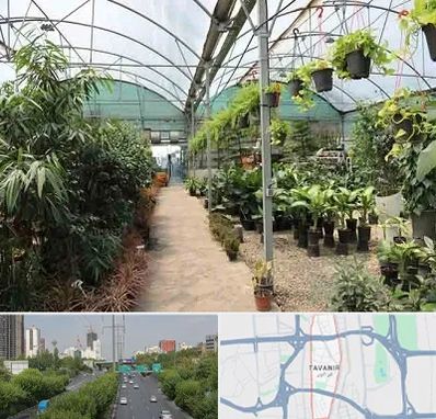 مرکز فروش گل و گیاه در توانیر