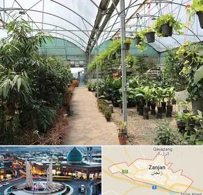مرکز فروش گل و گیاه در زنجان