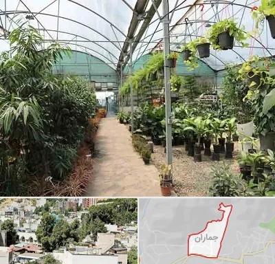 مرکز فروش گل و گیاه در جماران