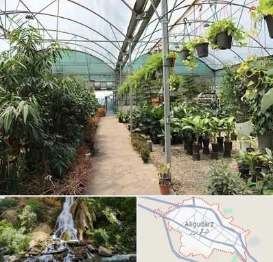 مرکز فروش گل و گیاه در الیگودرز