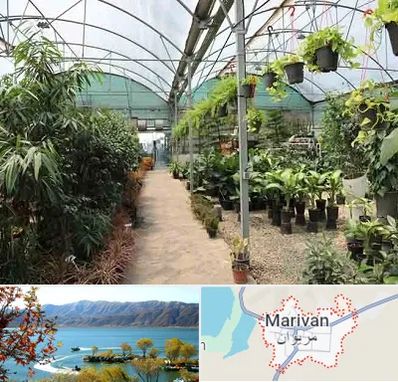 مرکز فروش گل و گیاه در مریوان