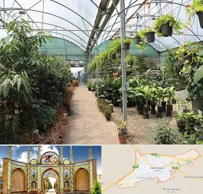 مرکز فروش گل و گیاه در سمنان