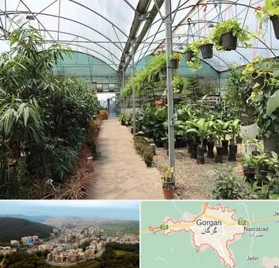 مرکز فروش گل و گیاه در گرگان