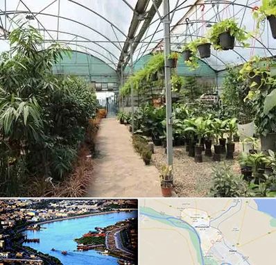 مرکز فروش گل و گیاه در خرمشهر