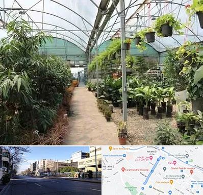 مرکز فروش گل و گیاه در خیابان ملاصدرا شیراز