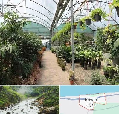 مرکز فروش گل و گیاه در رویان
