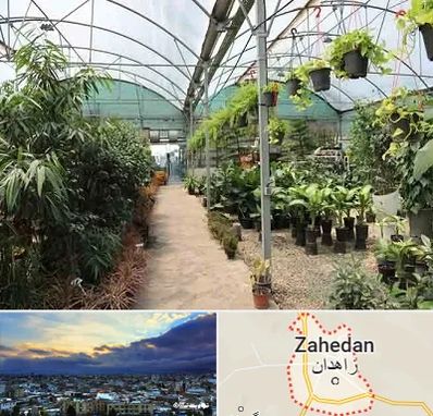 مرکز فروش گل و گیاه در زاهدان