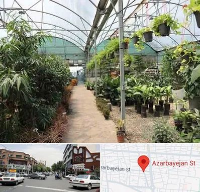 مرکز فروش گل و گیاه در خیابان آذربایجان