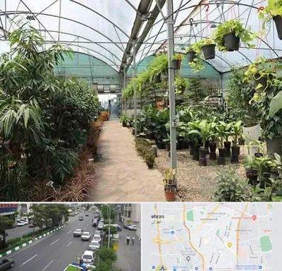 مرکز فروش گل و گیاه در ستارخان