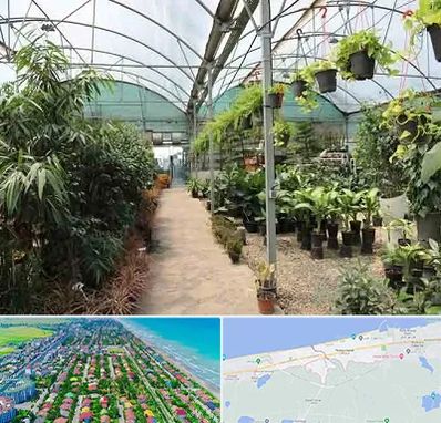 مرکز فروش گل و گیاه در فریدونکنار