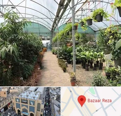 مرکز فروش گل و گیاه در بازار رضا مشهد