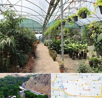 مرکز فروش گل و گیاه در کن