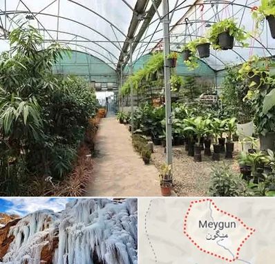مرکز فروش گل و گیاه در میگون