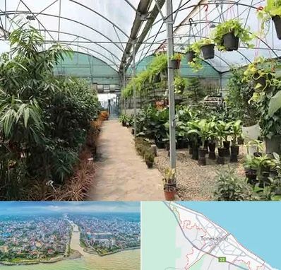 مرکز فروش گل و گیاه در تنکابن