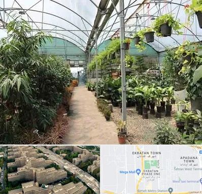 مرکز فروش گل و گیاه در اکباتان