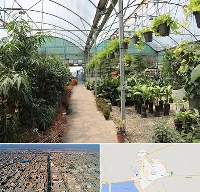 مرکز فروش گل و گیاه در بندر ماهشهر