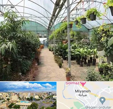 مرکز فروش گل و گیاه در میانه