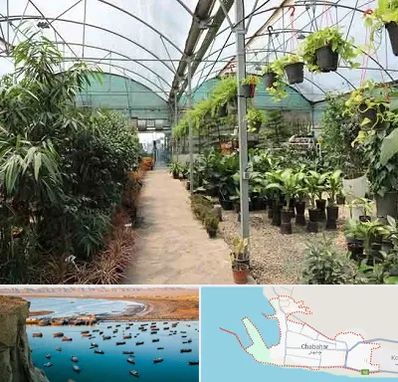 مرکز فروش گل و گیاه در چابهار