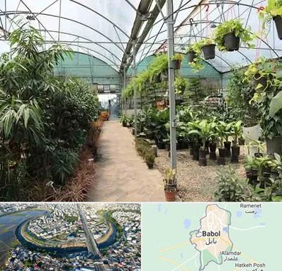 مرکز فروش گل و گیاه در بابل