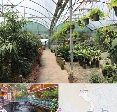 مرکز فروش گل و گیاه در درکه