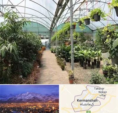 مرکز فروش گل و گیاه در کرمانشاه